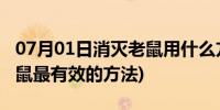 07月01日消灭老鼠用什么方法最有效(消灭老鼠最有效的方法)