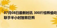 07月08日最新时讯 300斤棕熊偷吃粮食被卡进塑料桶 警民联手半小时智救巨熊