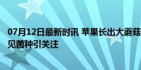 07月12日最新时讯 苹果长出大蘑菇 中科院专家千里求购 罕见菌种引关注