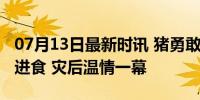 07月13日最新时讯 猪勇敢劫后余生在马路边进食 灾后温情一幕