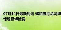 07月14日最新时讯 蟒蛇被尼龙网缠绕 消防解救后放生 菜地惊现巨蟒险情