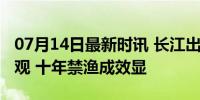 07月14日最新时讯 长江出现鱼涌江岸罕见奇观 十年禁渔成效显