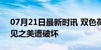 07月21日最新时讯 双色荷花被情侣摘走 罕见之美遭破坏