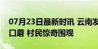 07月23日最新时讯 云南发现直径近1米巨型口蘑 村民惊奇围观