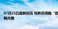 07月25日最新时讯 饲养员领跑“助飞”丹顶鹤 幕后英雄与鹤共舞