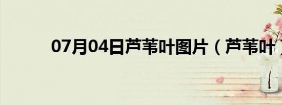 07月04日芦苇叶图片（芦苇叶）