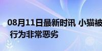 08月11日最新时讯 小猫被男子多次摔打致死 行为非常恶劣