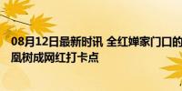 08月12日最新时讯 全红婵家门口的“水花消失树”火了 凤凰树成网红打卡点