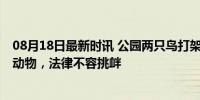 08月18日最新时讯 公园两只鸟打架意外抓伤九旬老人 保护动物，法律不容挑衅