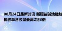 08月24日最新时讯 新疆盐碱地橡胶草试种成功 新疆盐碱地橡胶草含胶量要高2到3倍