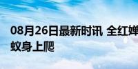 08月26日最新时讯 全红婵：摔在水面仿佛蚂蚁身上爬