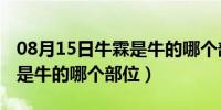 08月15日牛霖是牛的哪个部位 怎么做（牛霖是牛的哪个部位）