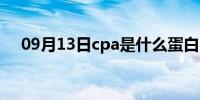 09月13日cpa是什么蛋白（cpa是什么）